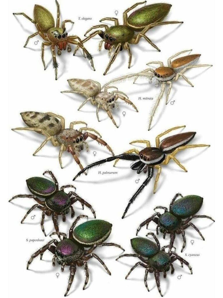 9915蜘蛛种类图鉴收集 世界蜘蛛类大集合