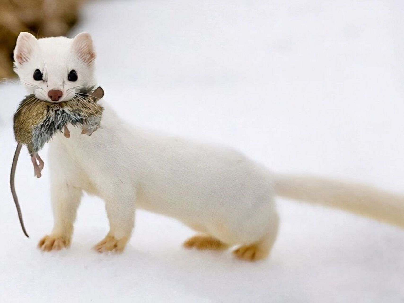 喜欢独处的软萌小可爱07 学名:白鼬 别称:扫雪鼬,短尾鼬,短尾黄鼠狼