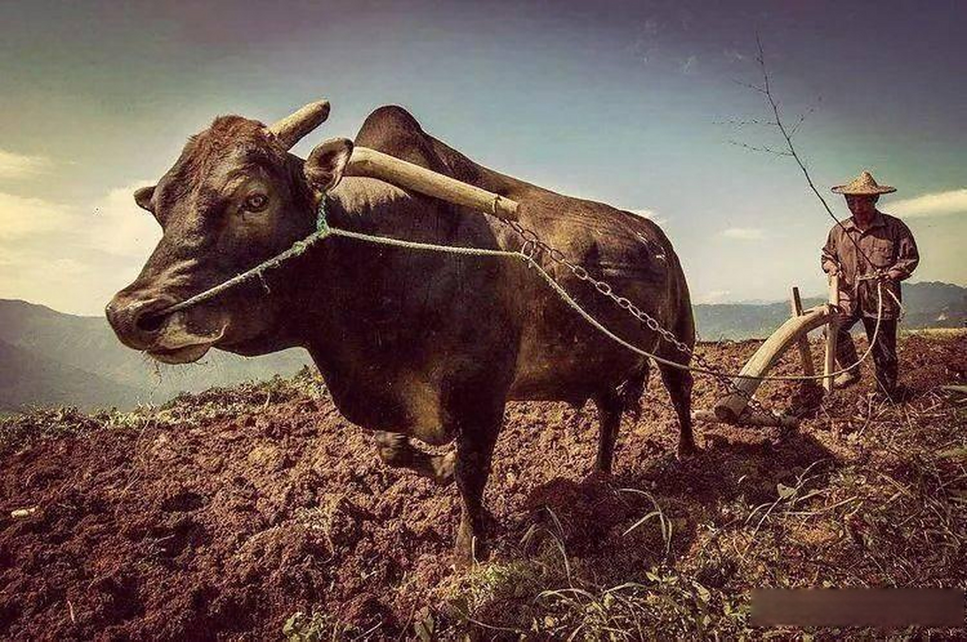 古时候,男农民养了一头牛,在用来耕地10多年后,男人看着老牛打算用