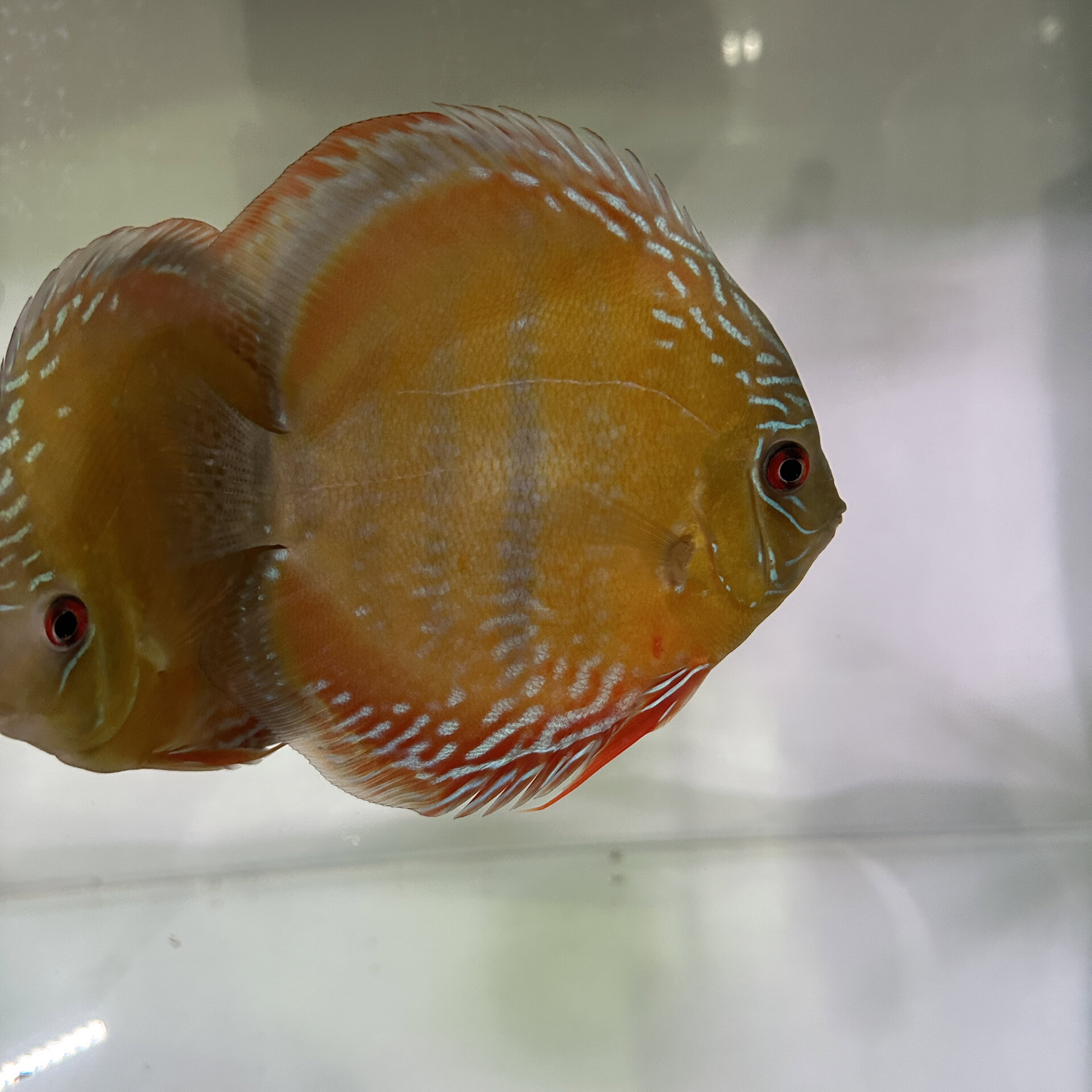 野生七彩神仙鱼 酷睿皮亚 小cr系列