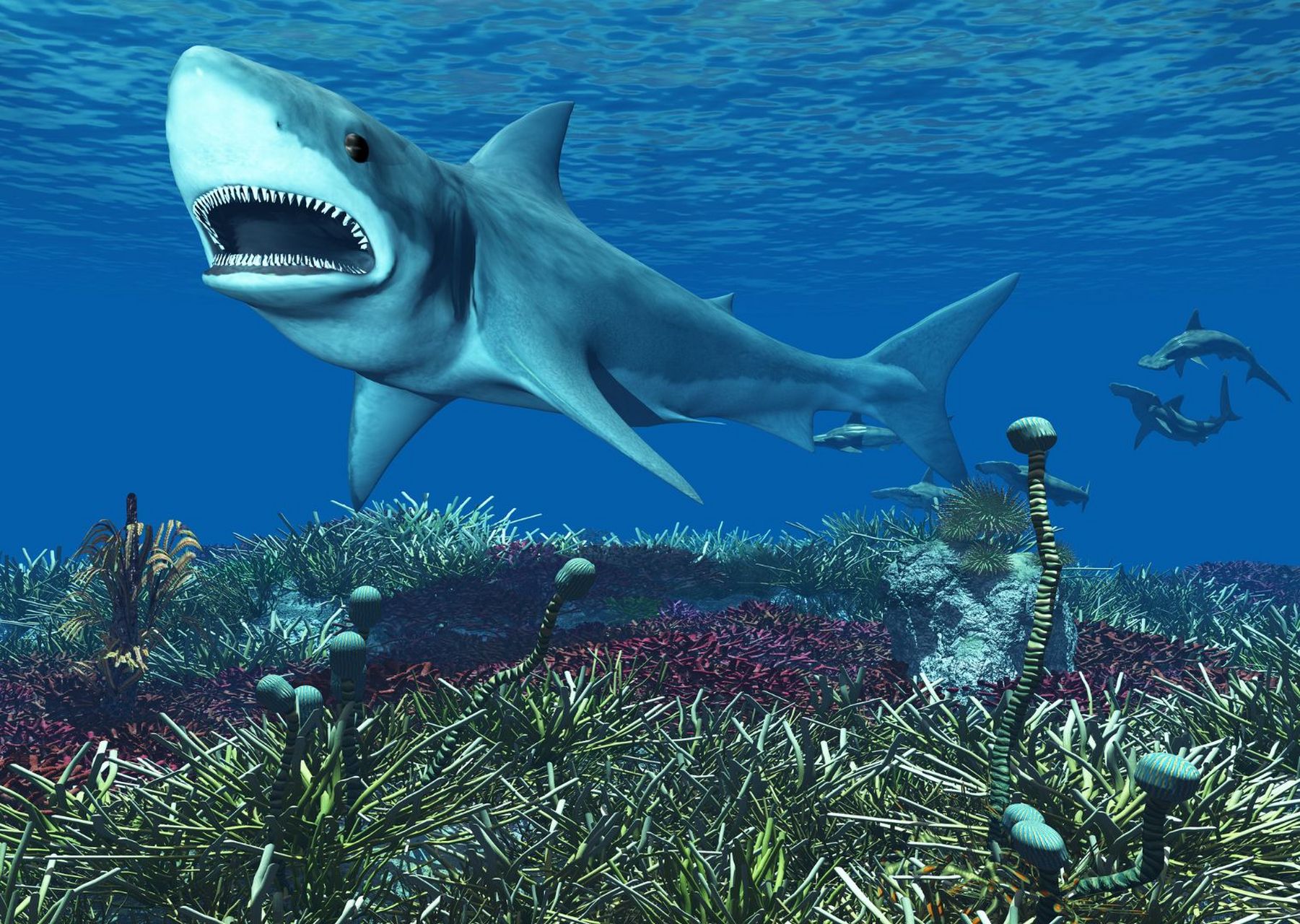 大白鲨图片 噬人鲨是鼠鲨目鼠鲨科噬人鲨属鱼类
