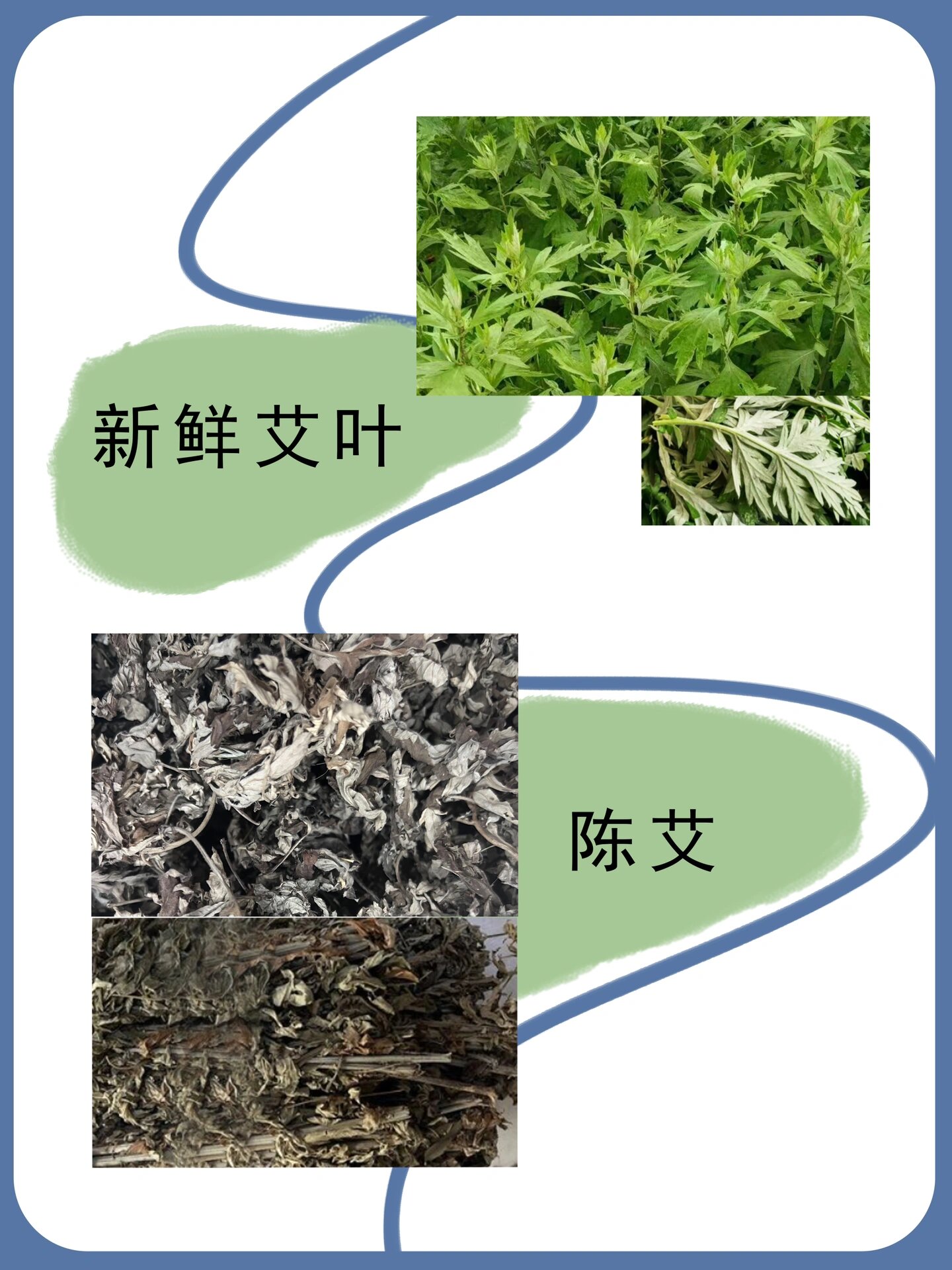 百草之王— 艾草|别名:艾蒿,艾绒,艾叶 91艾草(百草之王) 91口感