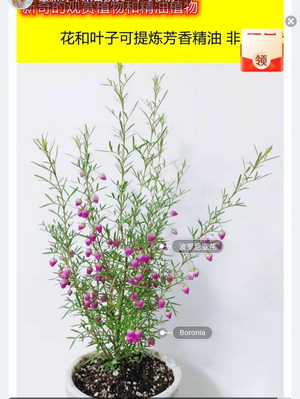 波罗尼花养到开花 估计还有很长一段路要走 心血来潮,买了个新奇特