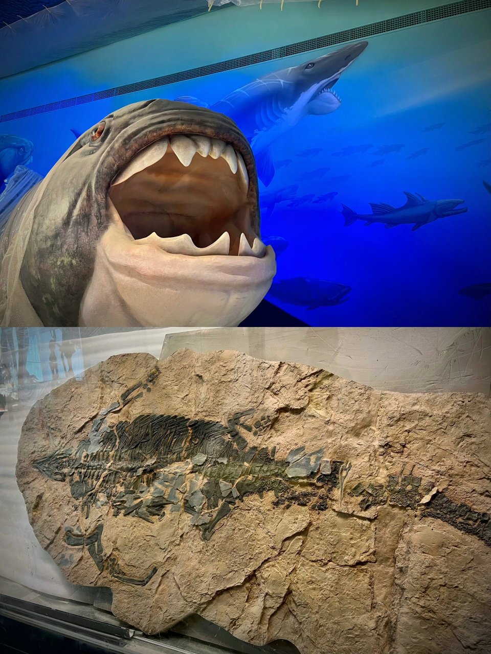 快看超大马门溪龙 93当我们的目光遇见这些化石,就注定这是一场属于