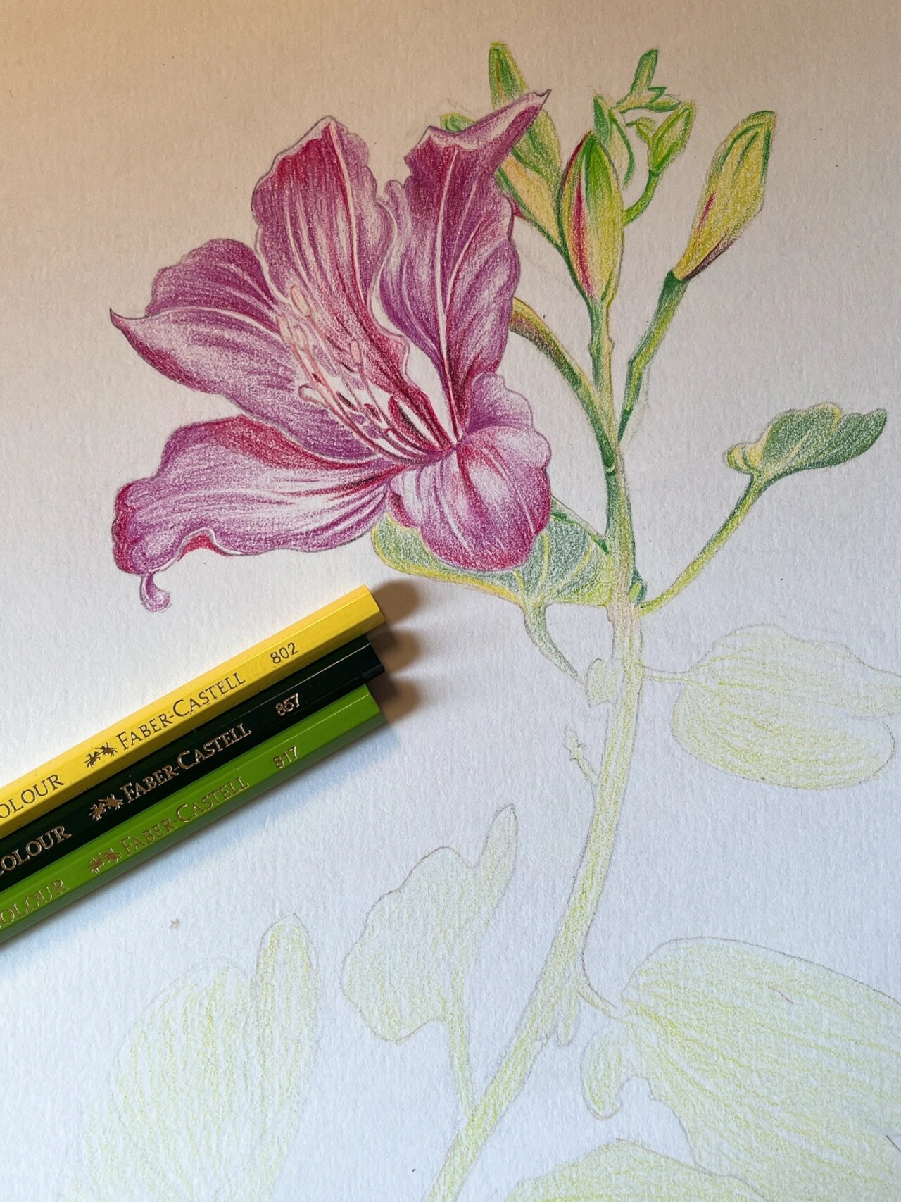 彩铅#紫荆花#附详细步骤图 色号