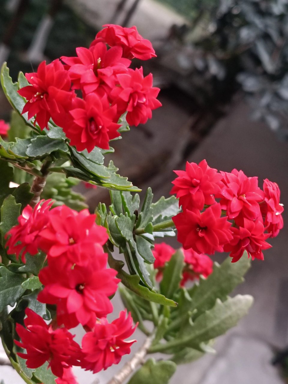 长寿花——非洲红宝石 颜色很正的红,养了几年,没照顾好,茎软趴趴地