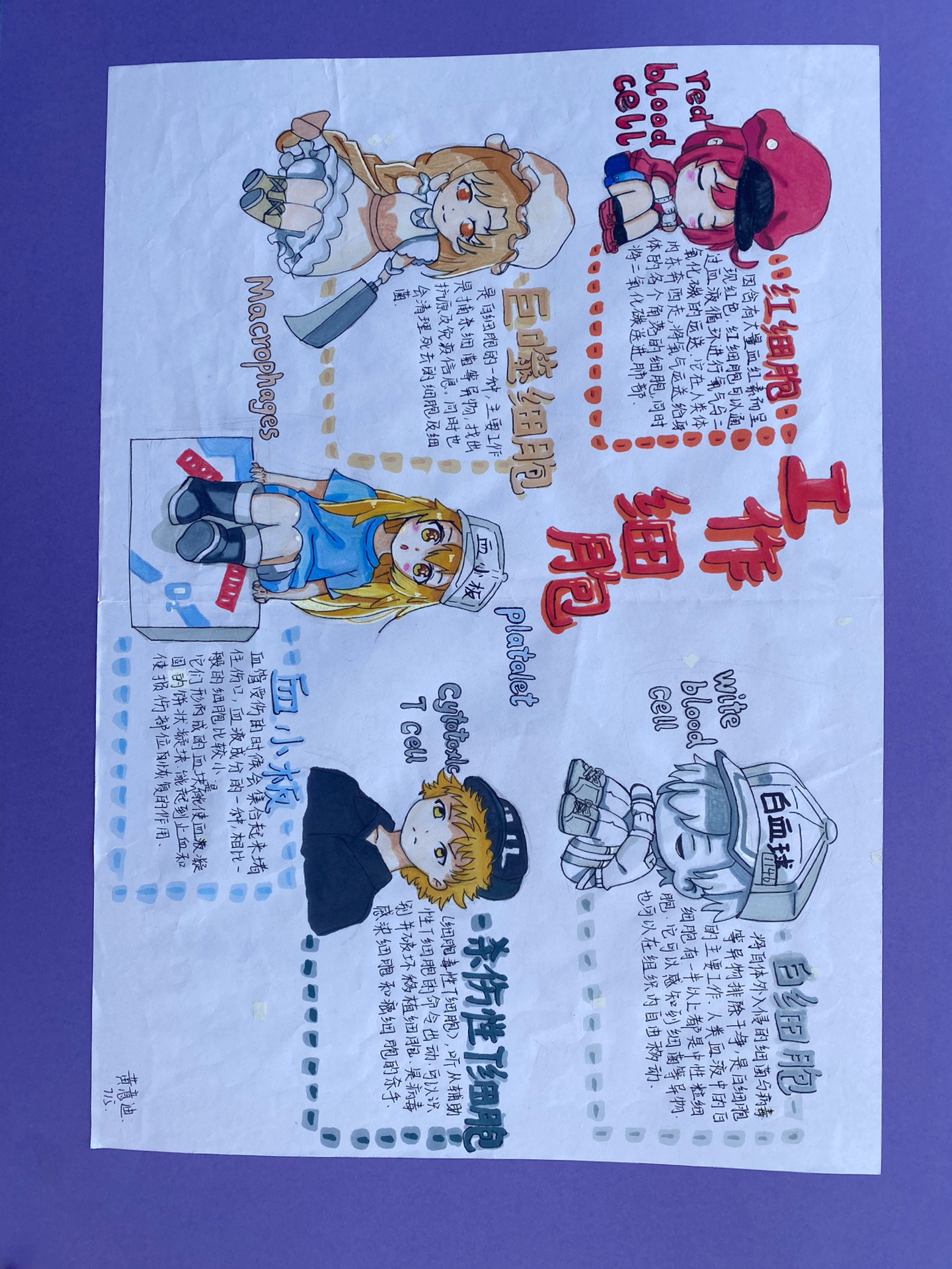 《工作细胞》主题手抄报&绘画作品