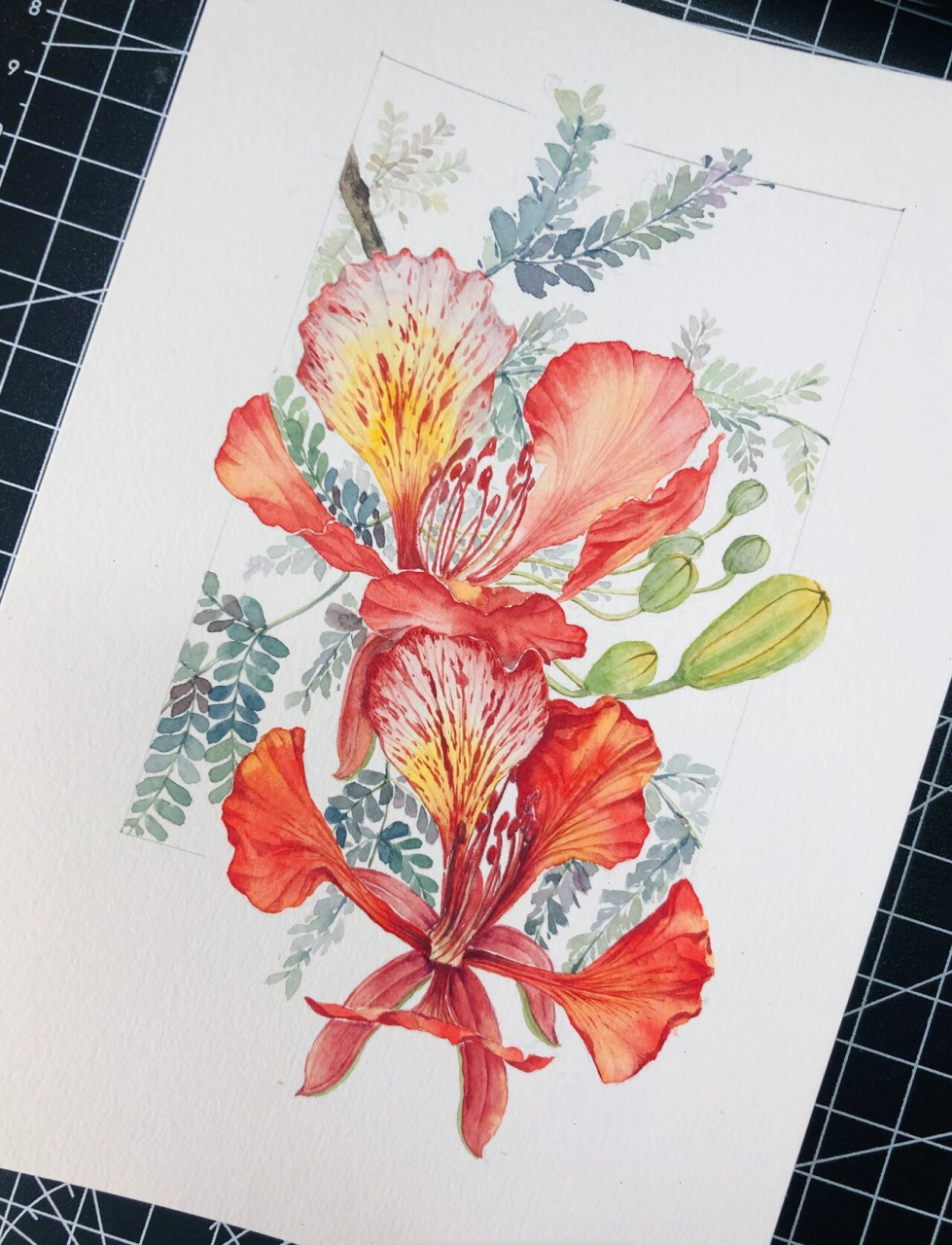 水彩 . 凤凰花 . 手绘 花红叶绿,一团团一簇簇, 凤凰重生是涅槃.