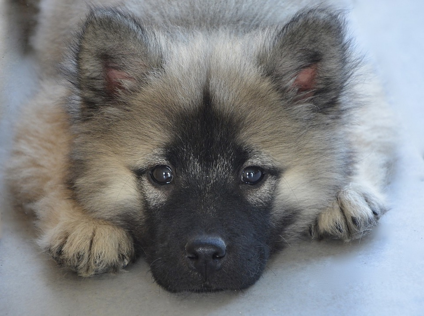 动物趣图#可爱的狗狗,毛发耸立,耳朵尖尖,眼神温柔.