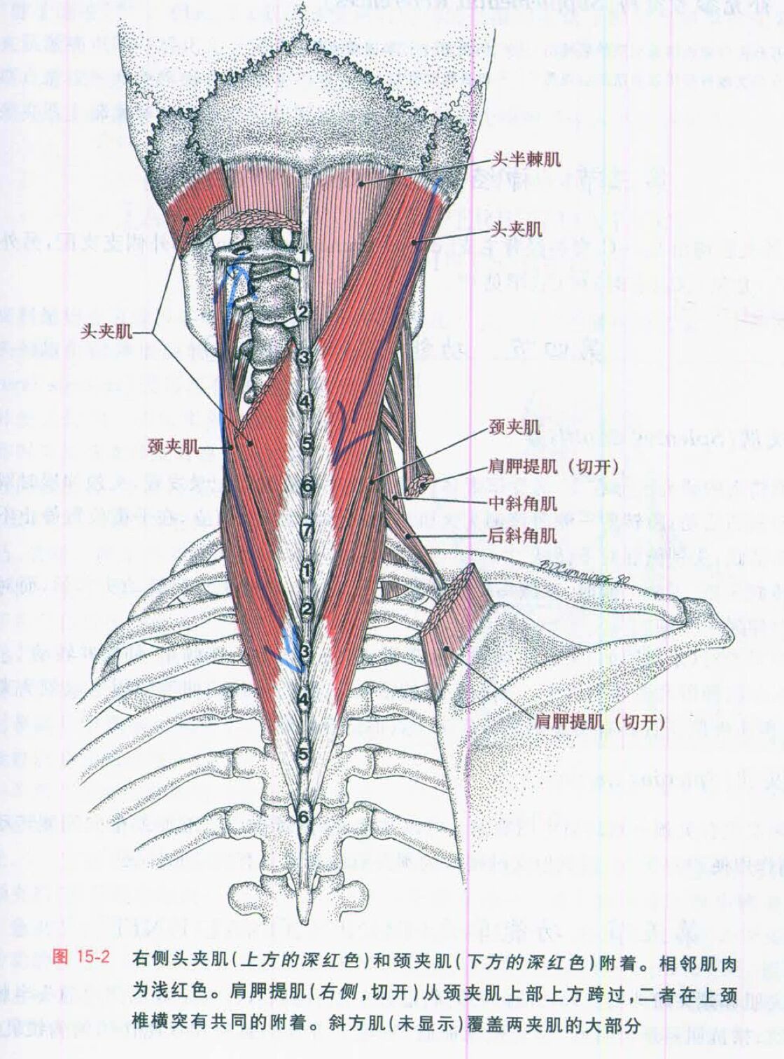 头夹肌和颈夹肌图片