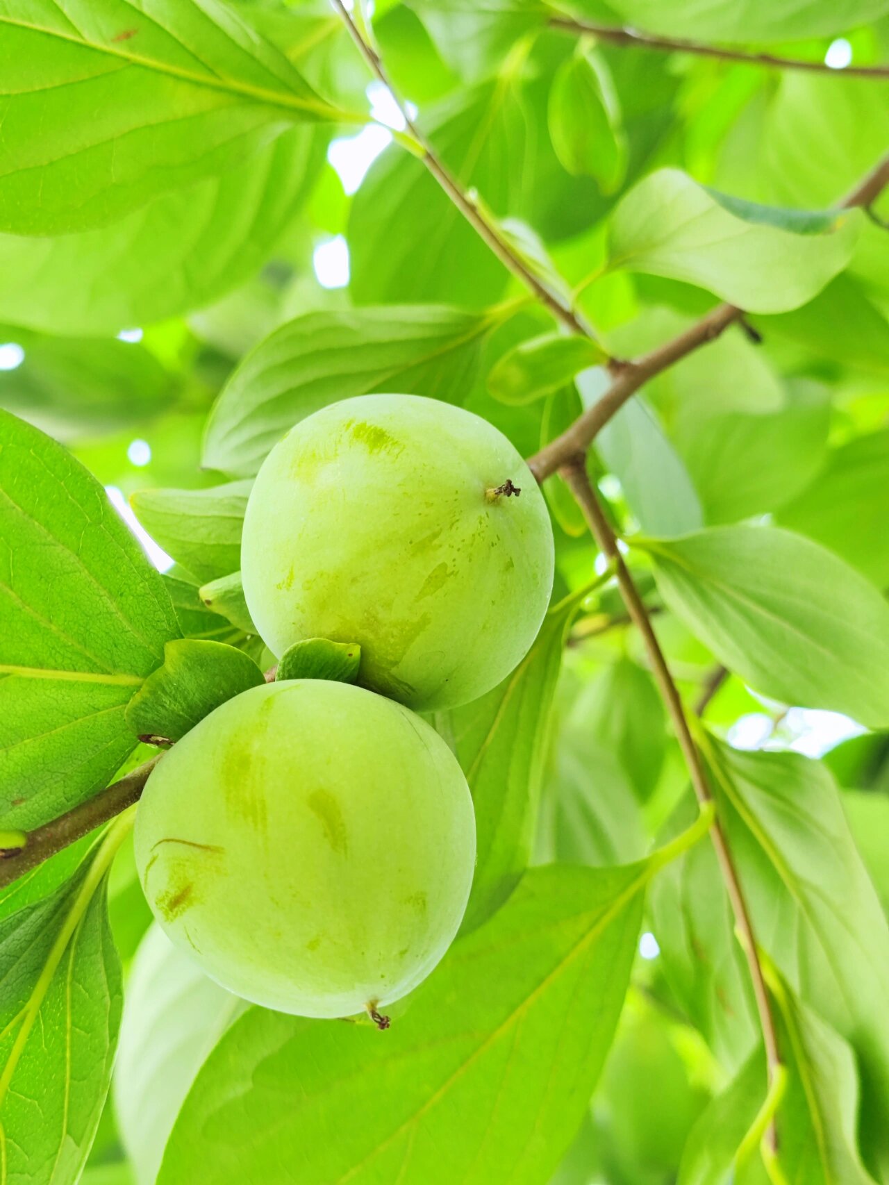 柿柿如意!看这满树绿柿子,今年是个丰收年