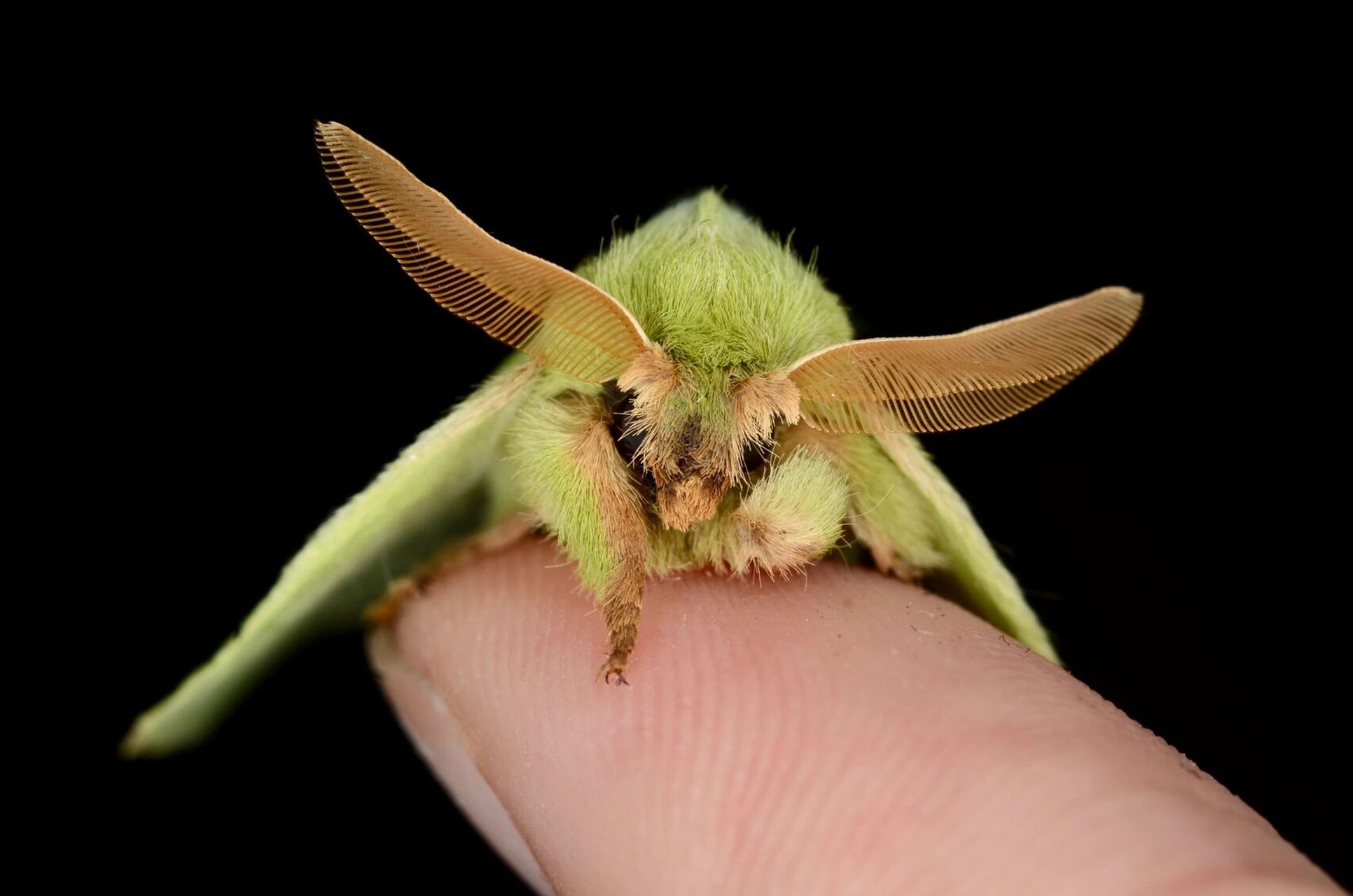 科普|美丽的黄枯叶蛾属昆虫之  栗黄枯叶蛾 与大多数枯叶蛾丑陋的保护