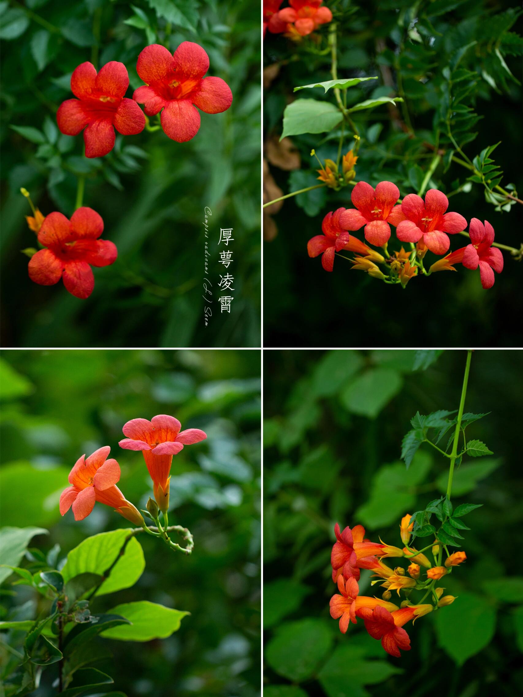 是紫葳科凌霄属植物,藤本,具气生根,长达10米