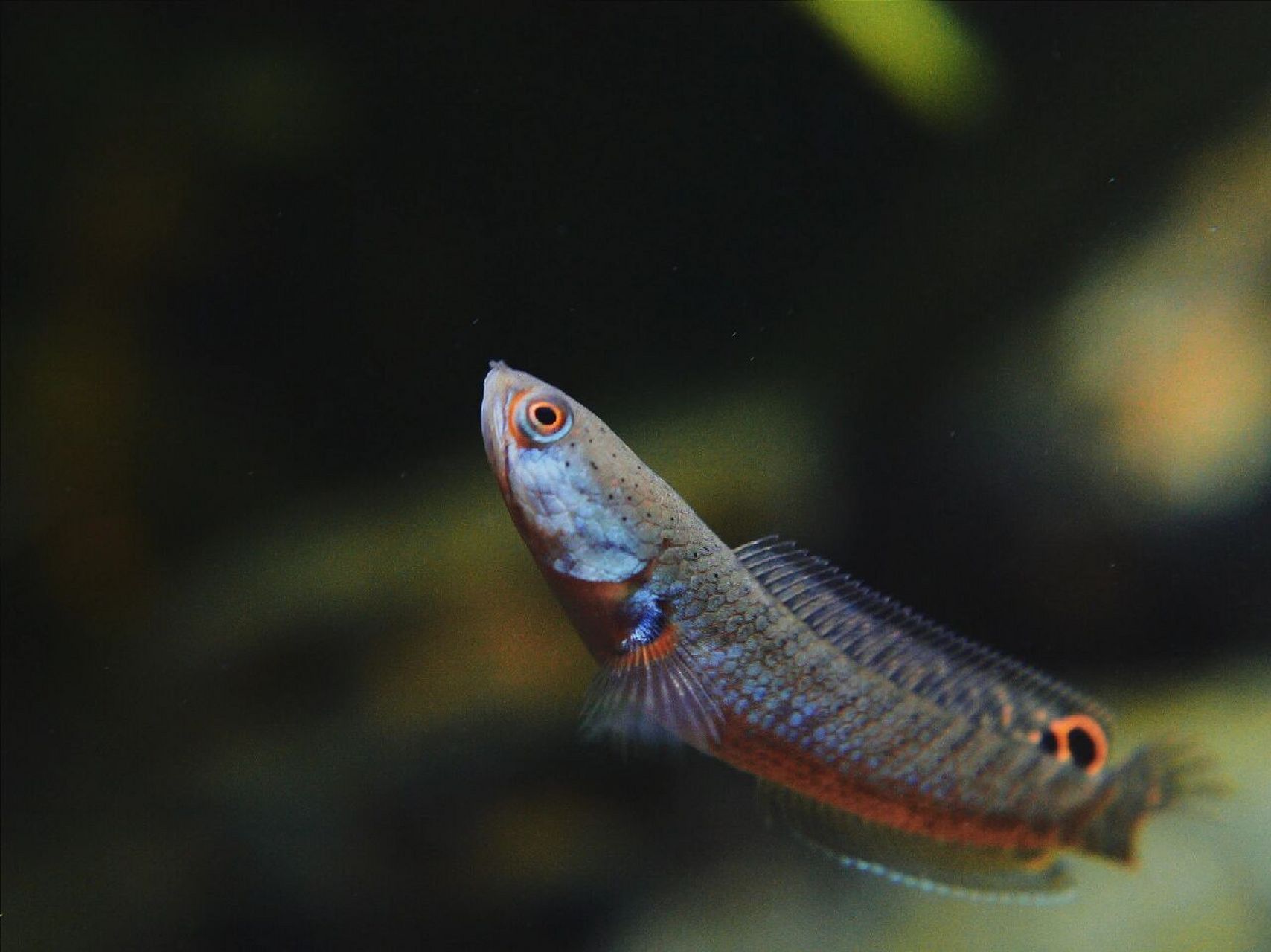 酒红高产母猪|入门级雷龙鱼图鉴