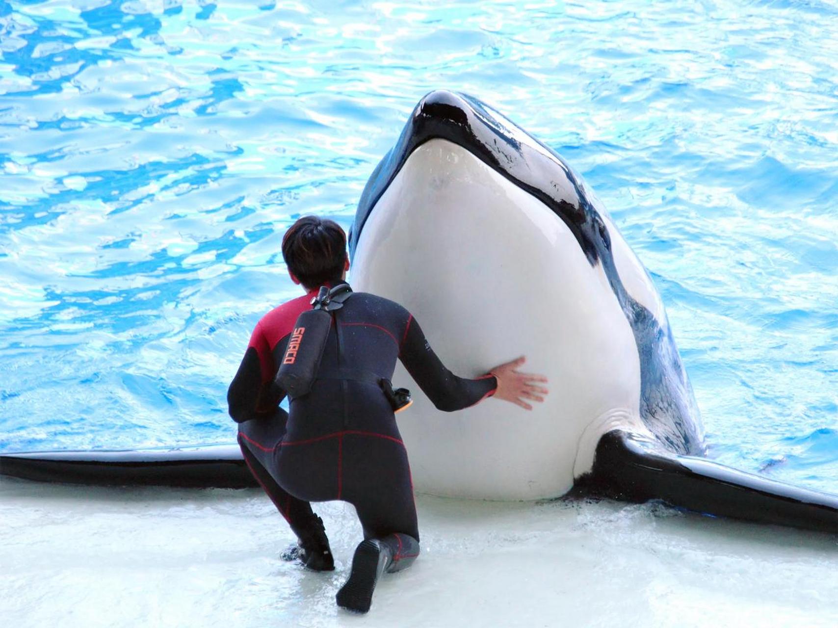 年轻饲养员给虎鲸搓澡搓到反光掉色,这还真是天下之大,无奇不有啊!