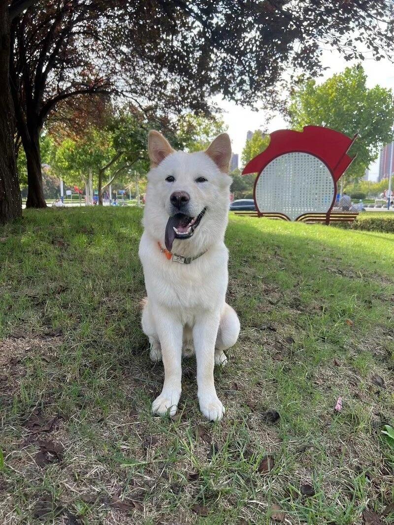 终于把自己喜欢的白土松养大了,7个月32斤