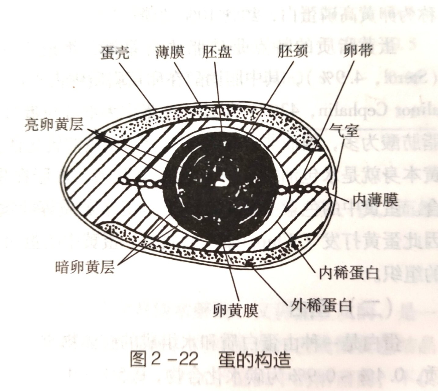 烘焙基础理论-鸡蛋的构造 鸡蛋的构造 蛋的构造大体分为最外层是蛋壳