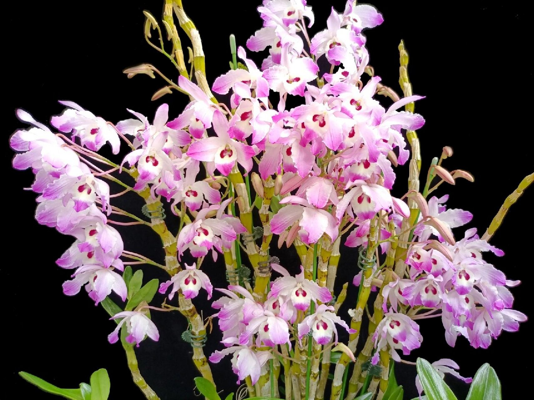 越南樱石斛 6,绿杆(越南樱)石斛dendrobium chlorostylum gagnep.