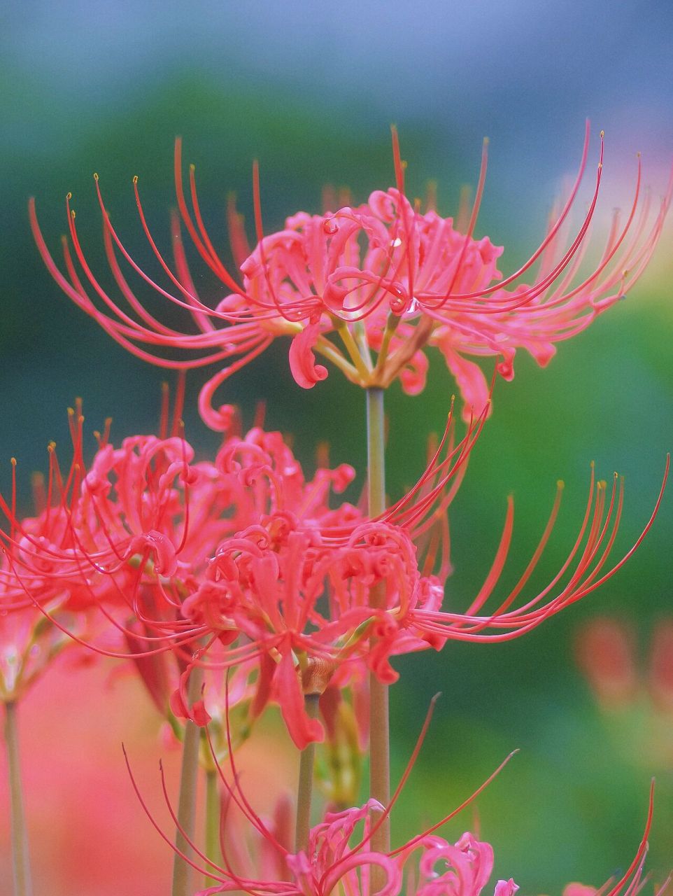 洛阳寻找  彼岸花 忘川花 曼珠沙华 记得去年在洛阳博物馆,王城公园