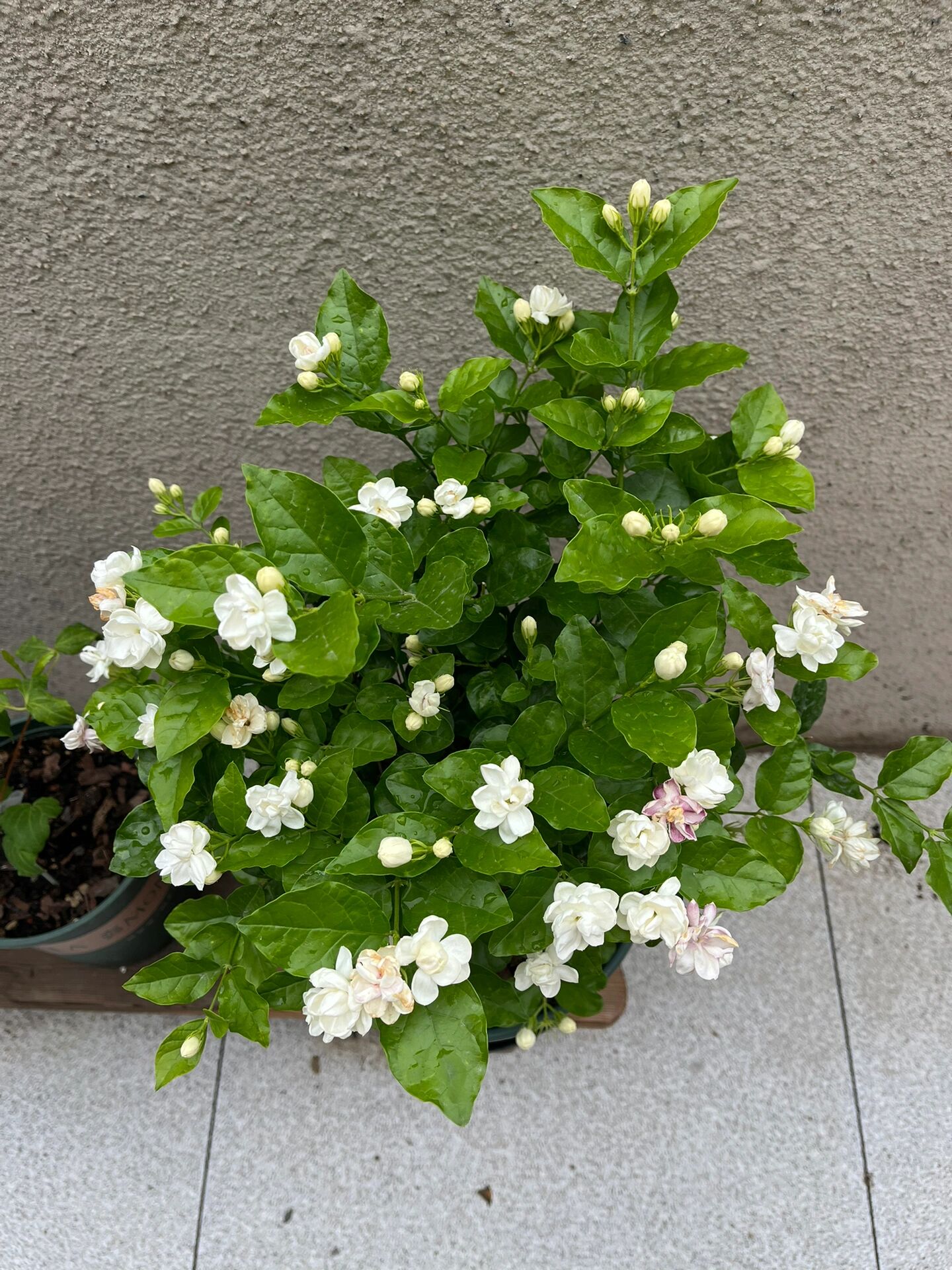 普通茉莉vs虎头茉莉     普通茉莉太好养,就扔太阳底下暴晒,十天半个