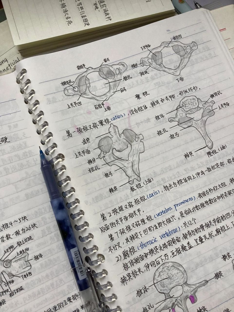 话说这章笔记真的不好配图哇,教科书上的插图都是黑白的来着98