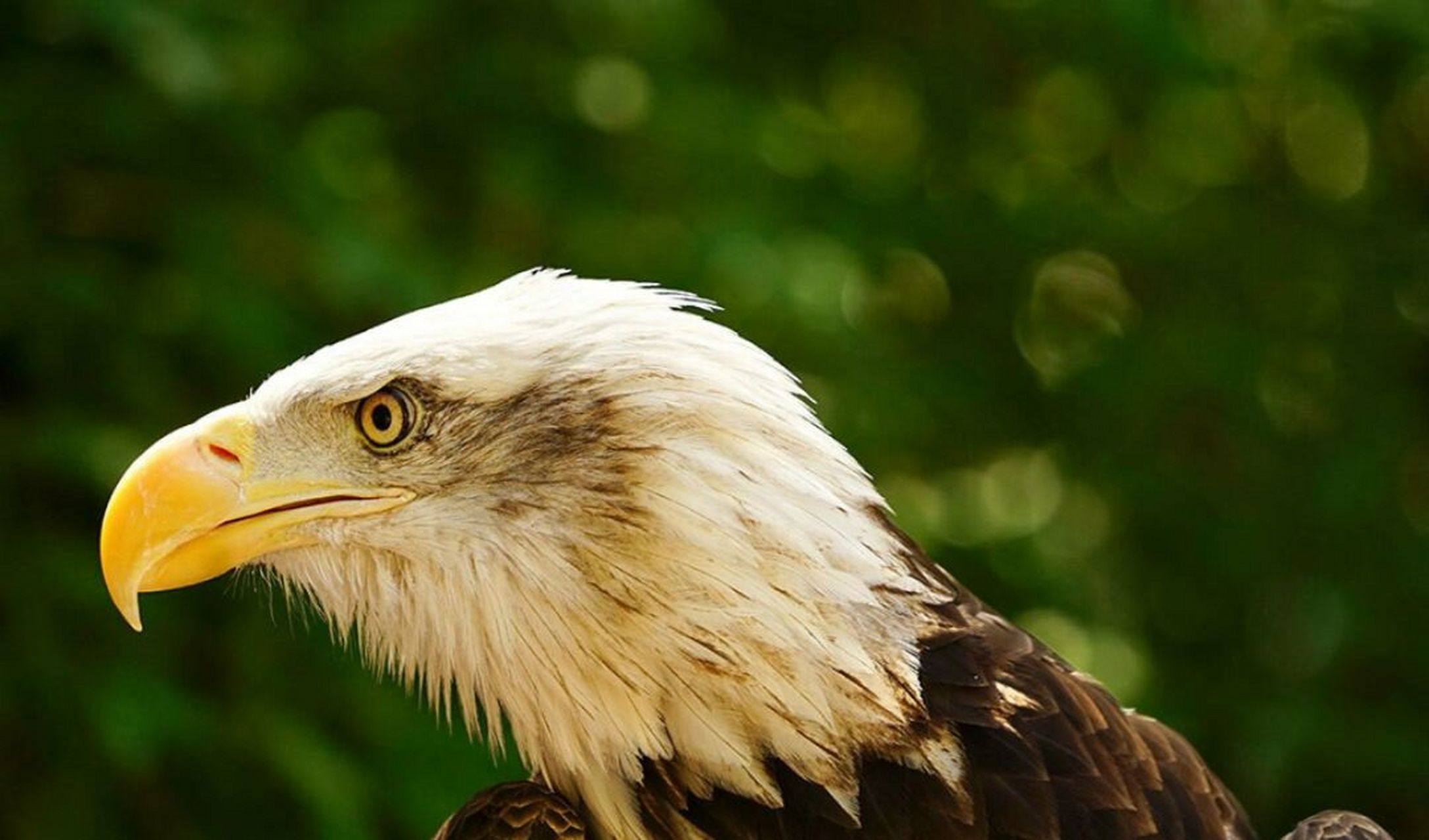 鸟类科普|一起认识最酷的12种国鸟 1.