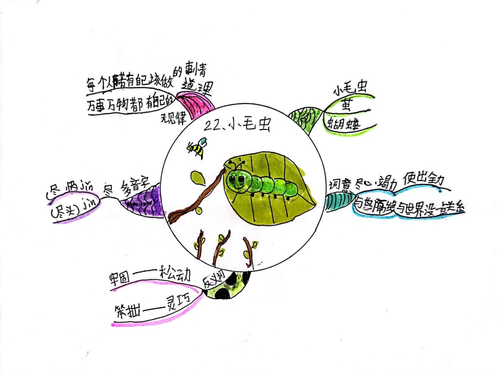 小毛虫超简单思维导图图片