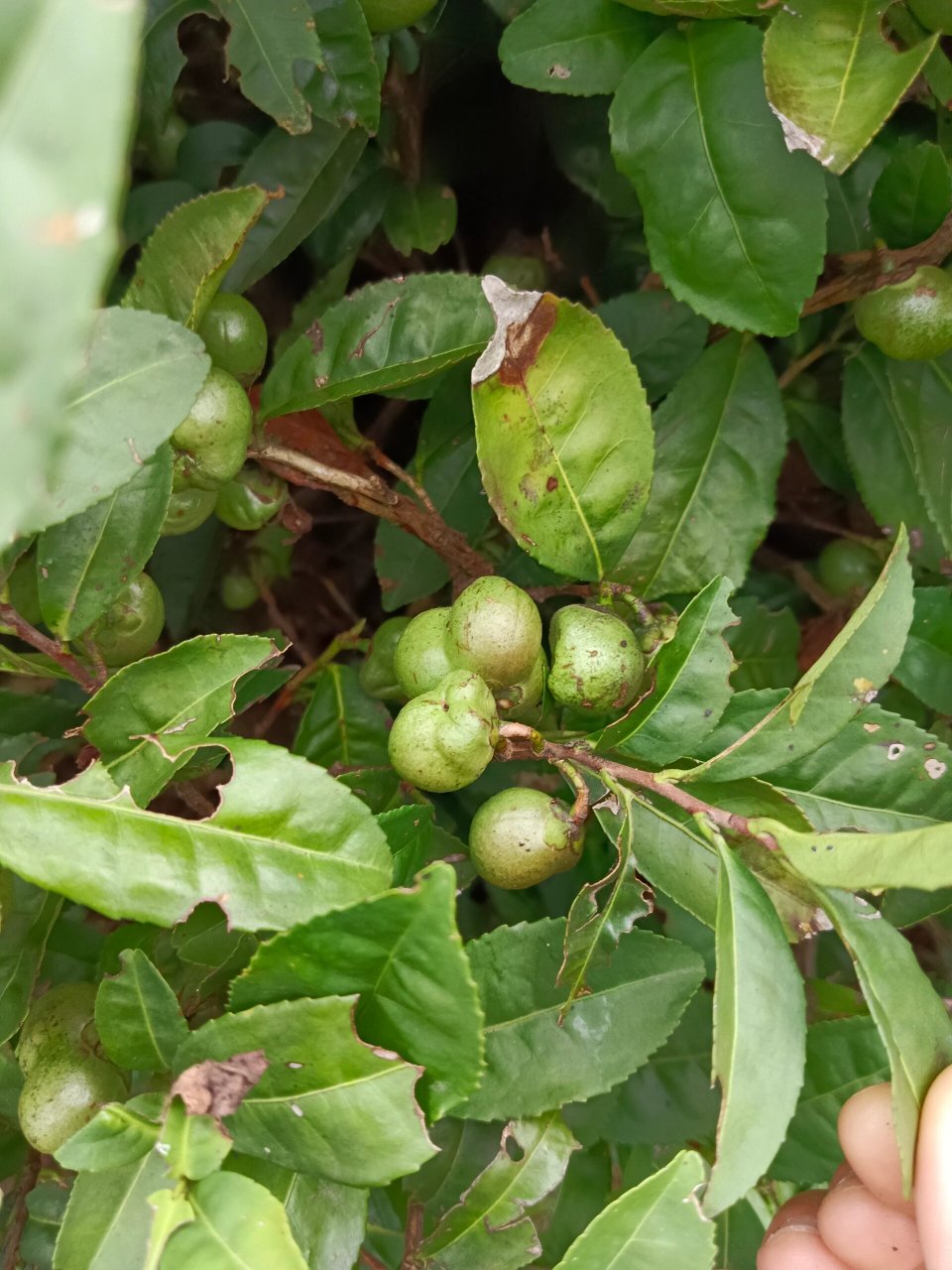 茶树包野果图片