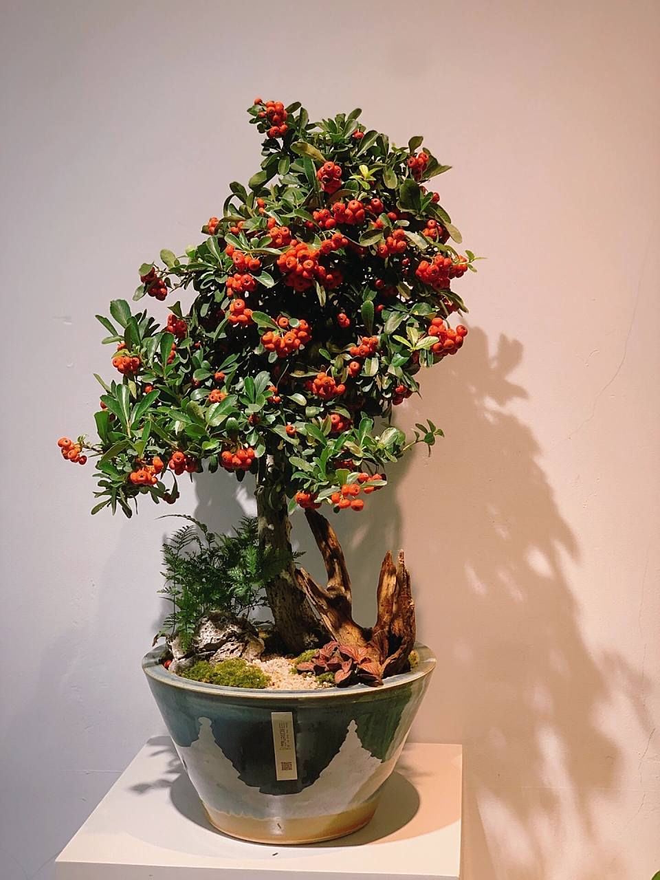 火棘果盆景