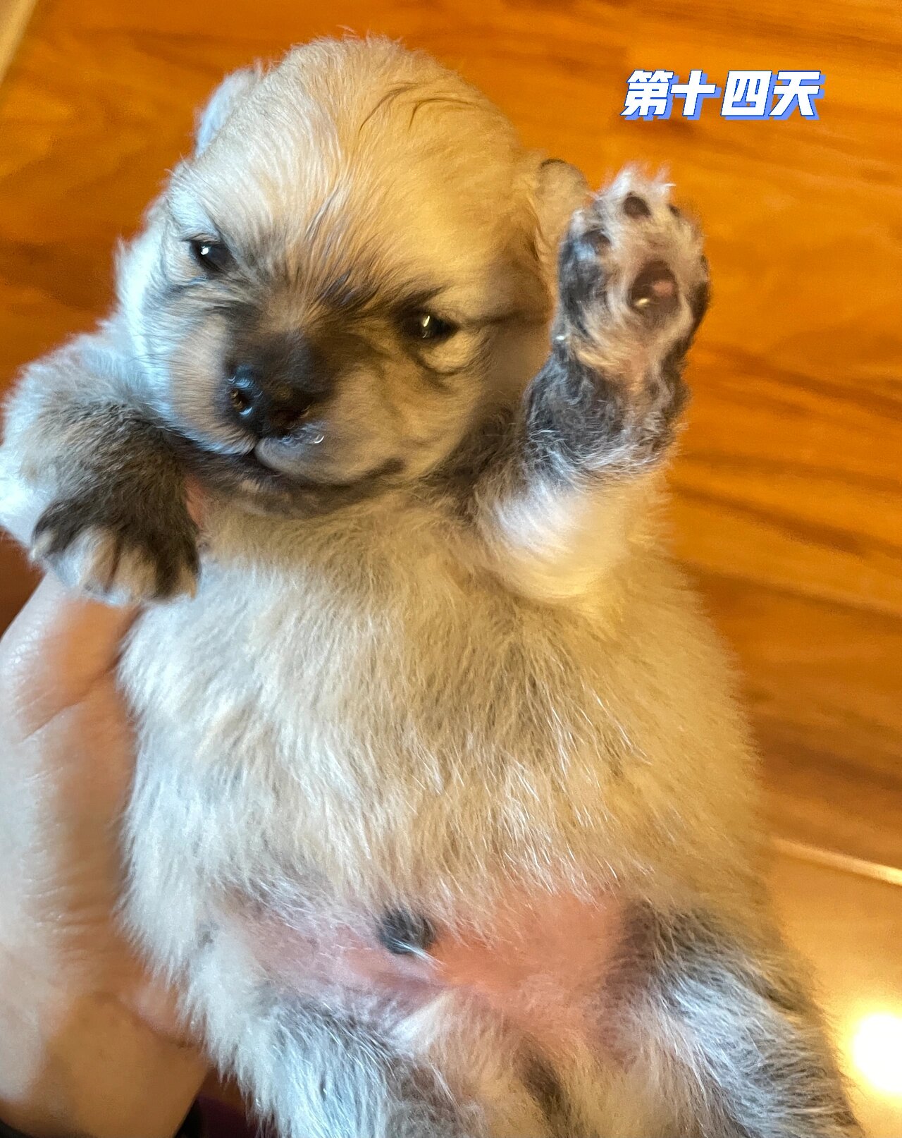博美|小奶狗出生成长记 今天已经出生第二十四天啦,可以在家乱跑了