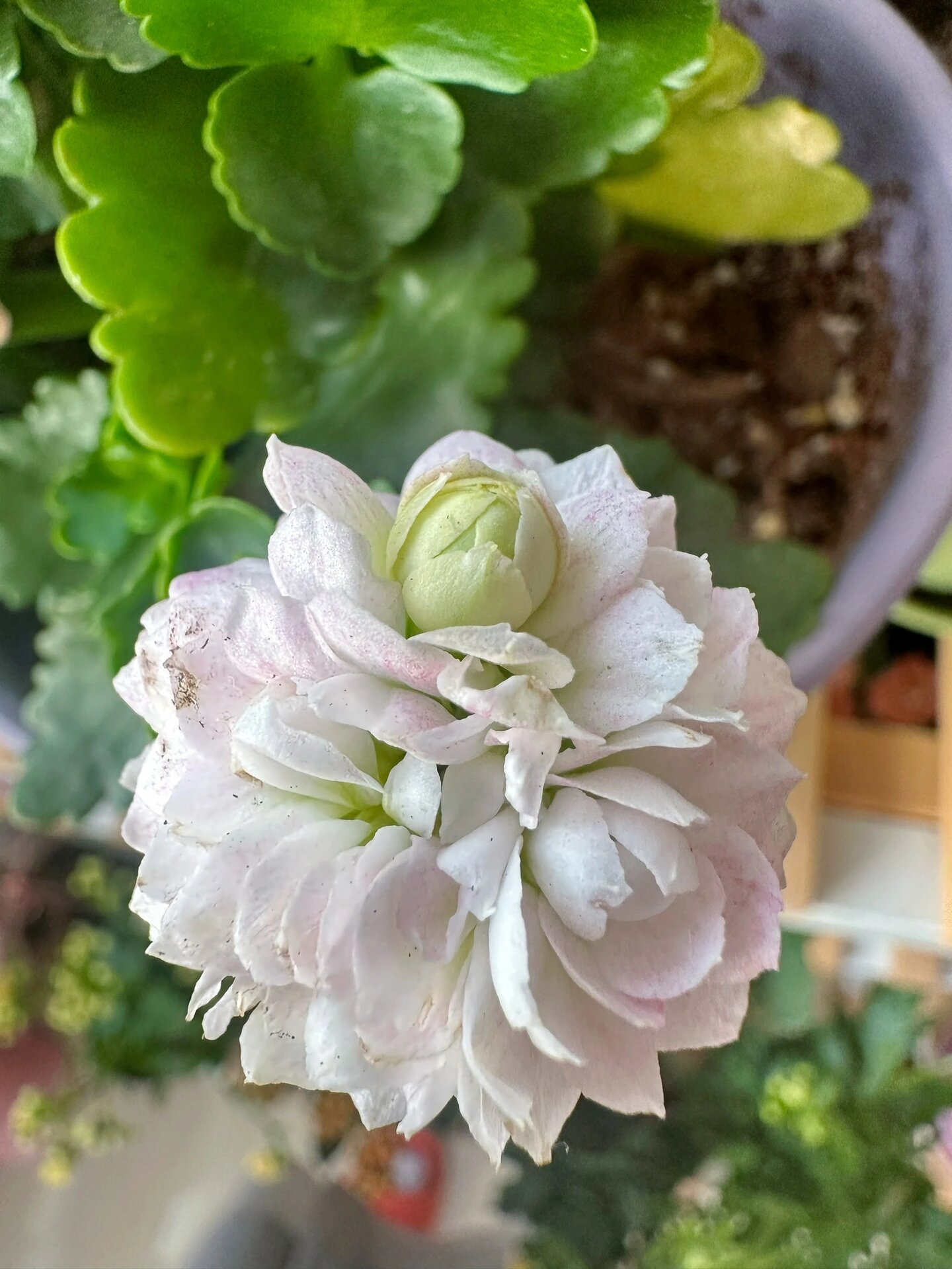 长寿花96钻石|白月影复花