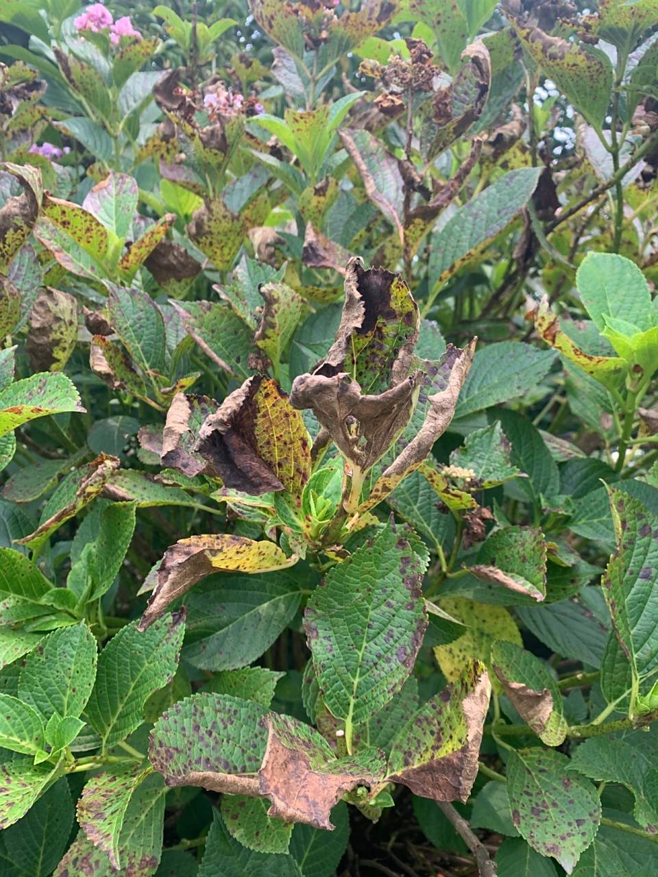 绣球夏季高发病虫害,防治攻略 1,红蜘蛛(图2.