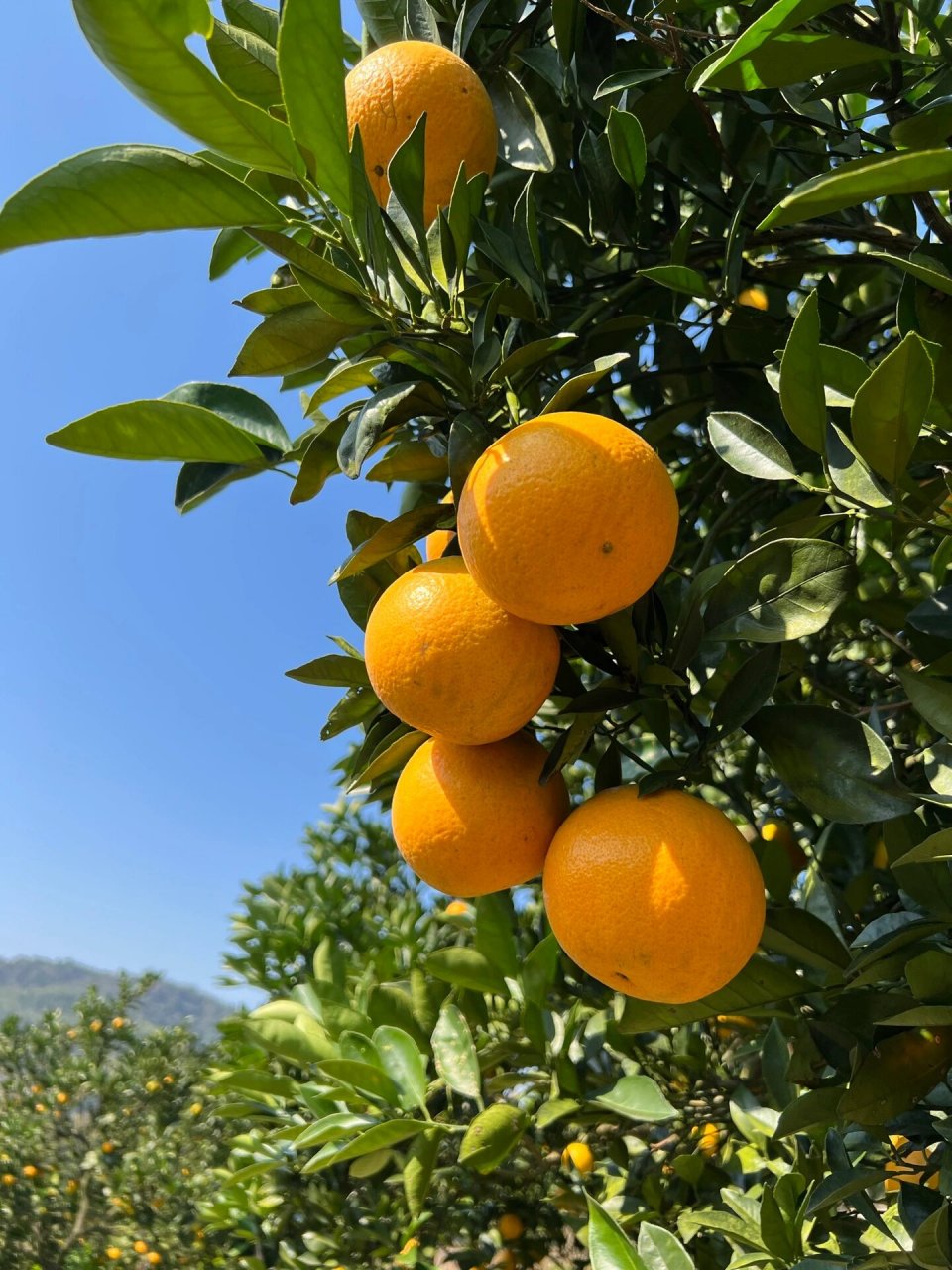 929292 永兴冰糖橙是湖南省永兴县特产,也是中国农博会金奖产品