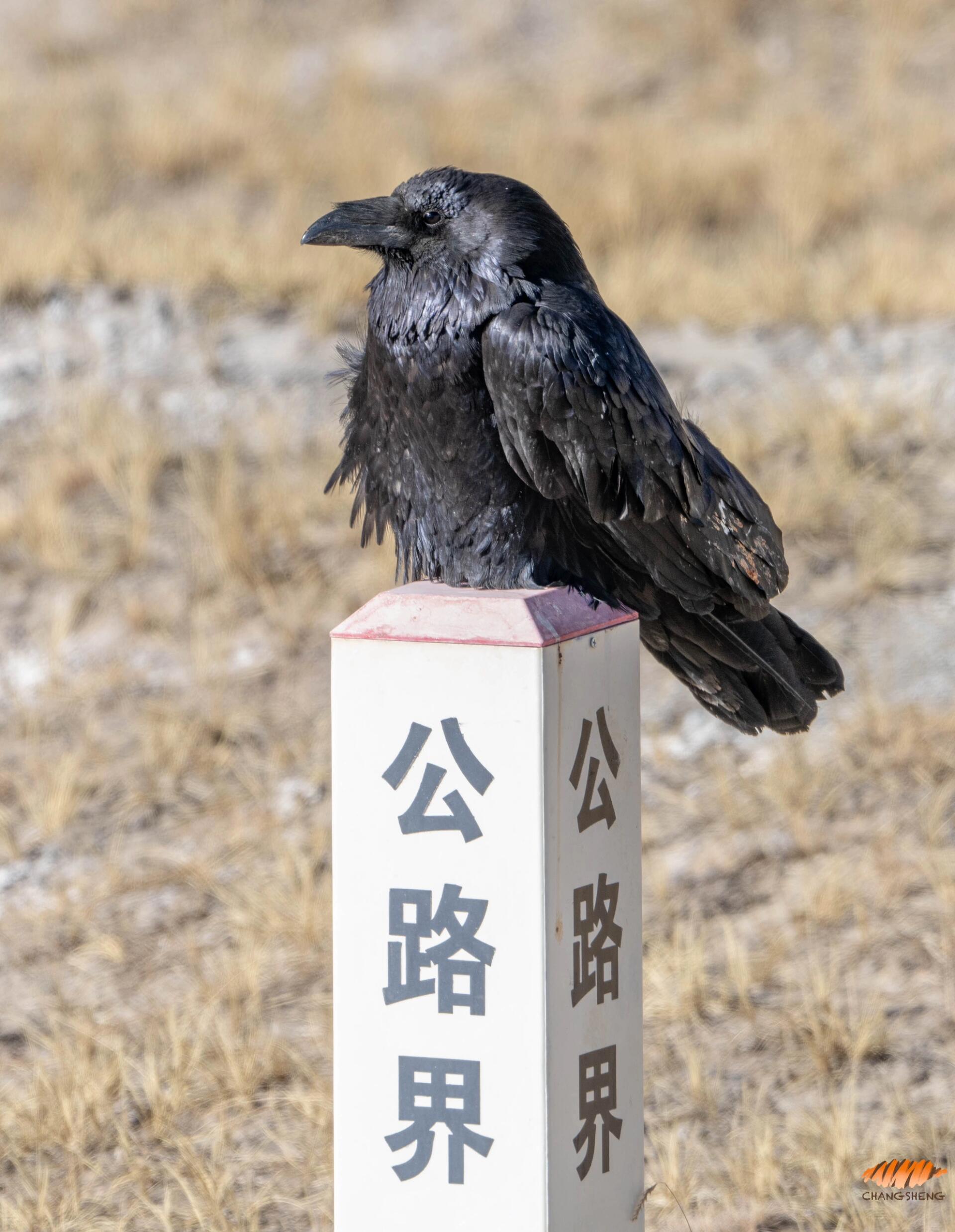 渡鸦