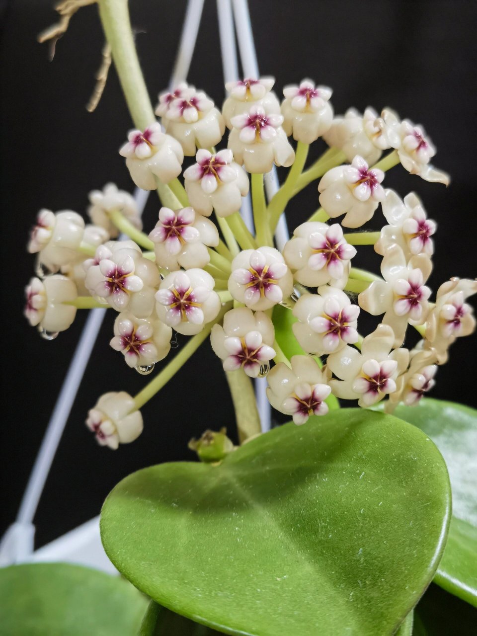 球兰～红花粗蔓