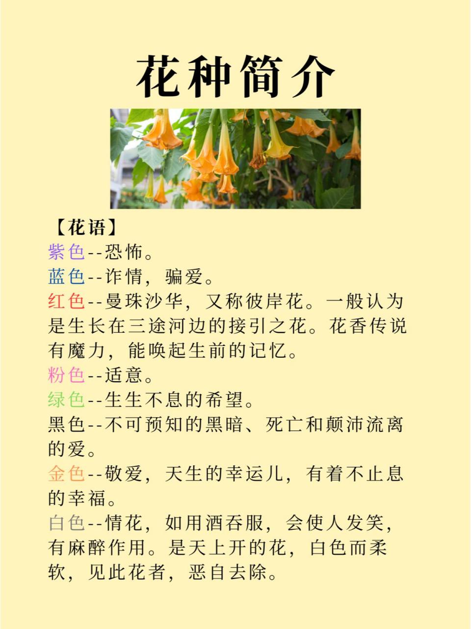 中药曼陀罗花图片大全图片