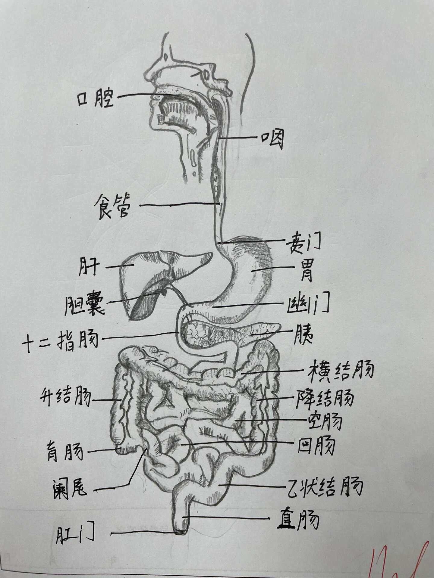 消化系统模式图手绘图图片