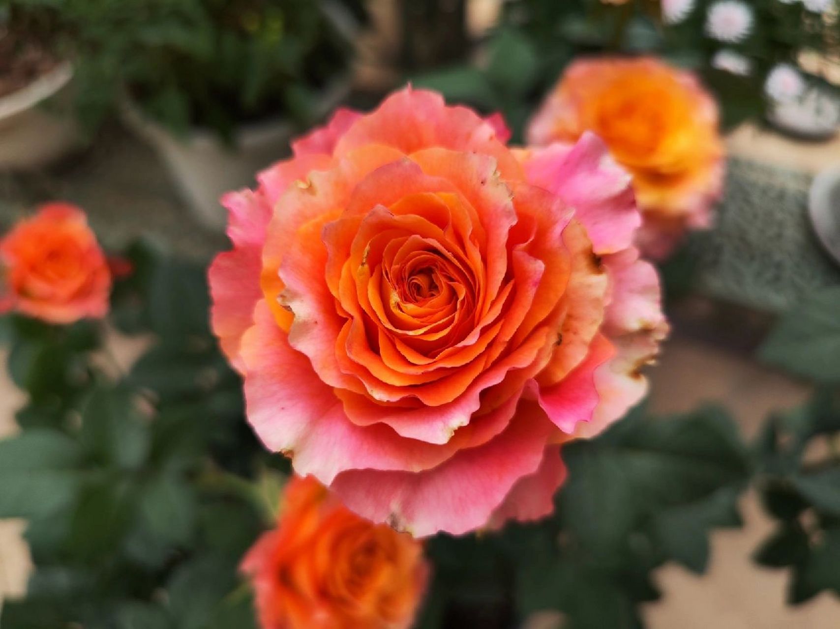 自由精灵火灵鸟月季 颜色花型都很美,花瓣厚实花期长,推荐推荐