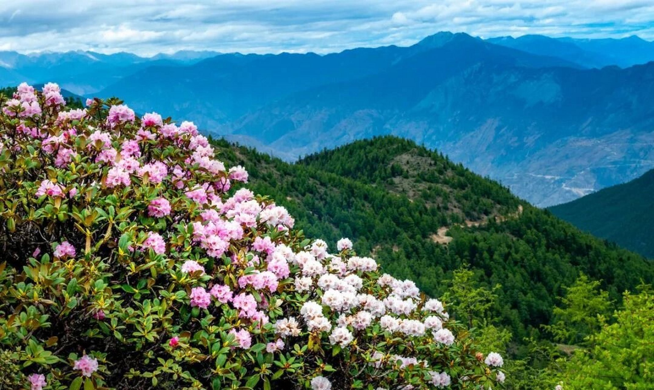 中国自然地理(29)——白马雪山高山杜鹃林 位置:白马雪山自然保护区