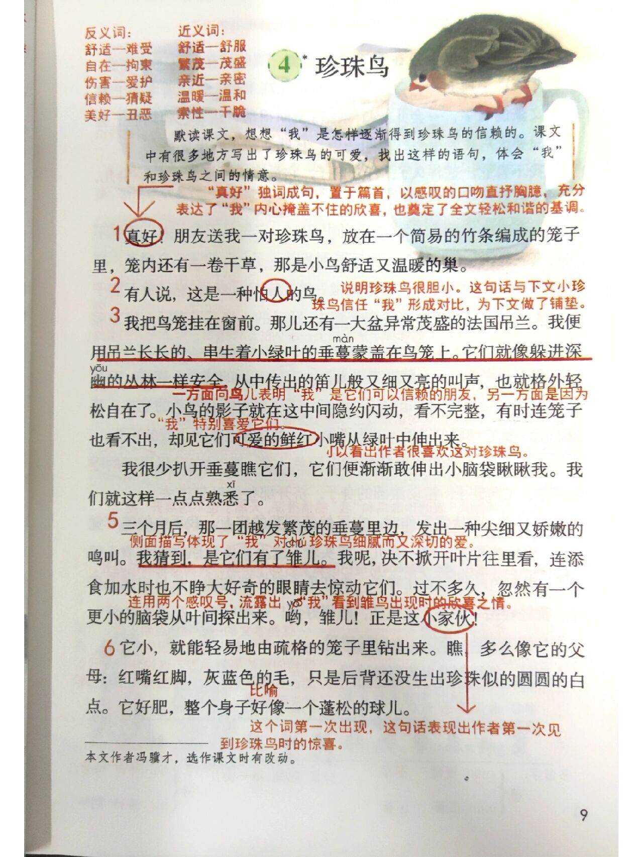 珍珠鸟读书笔记摘抄图片