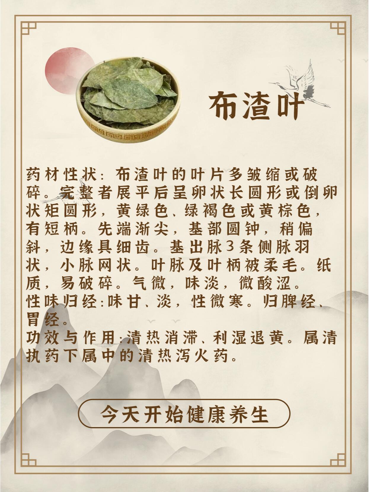 每天认识一味中草药-布渣叶 91中药名:布渣叶 91别名:崩补叶,泡卜