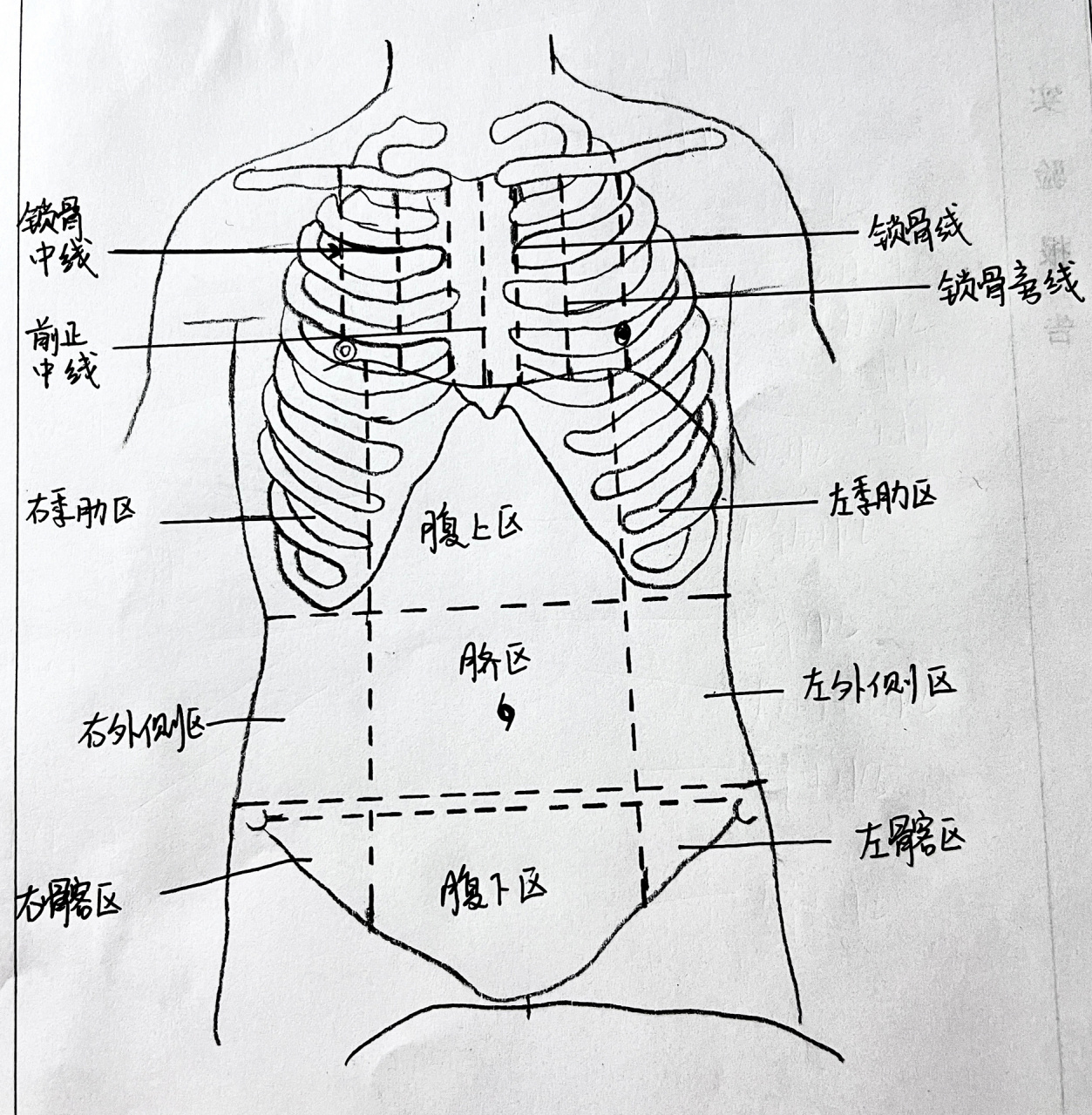 胸部标志线和腹部分区
