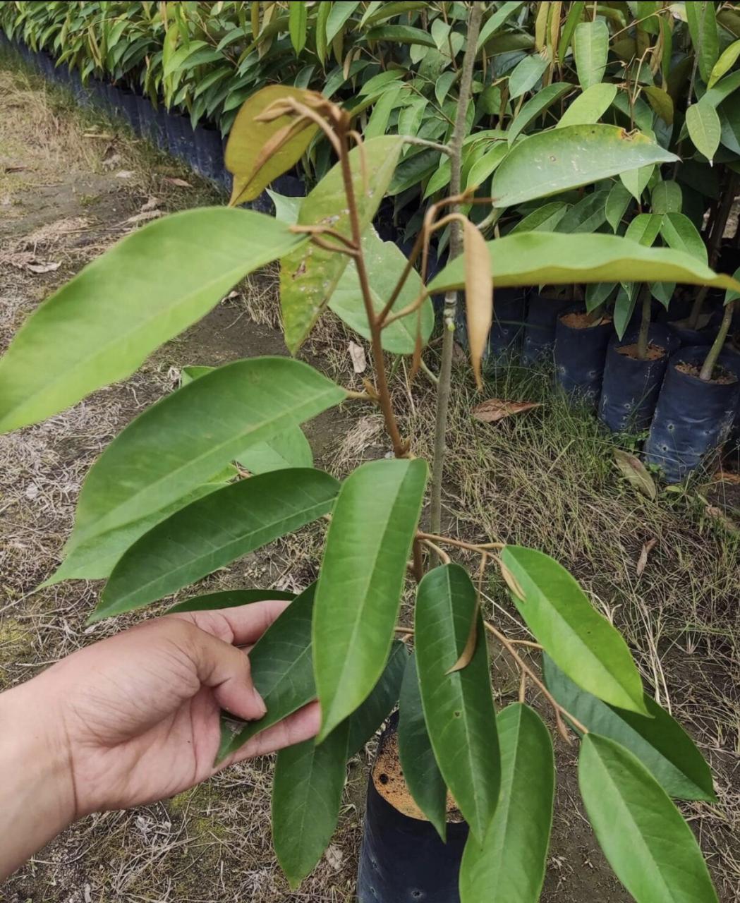 正宗进口种子苗榴莲树苗泰国猫山苗王等 正宗进口种子苗榴莲树苗泰国