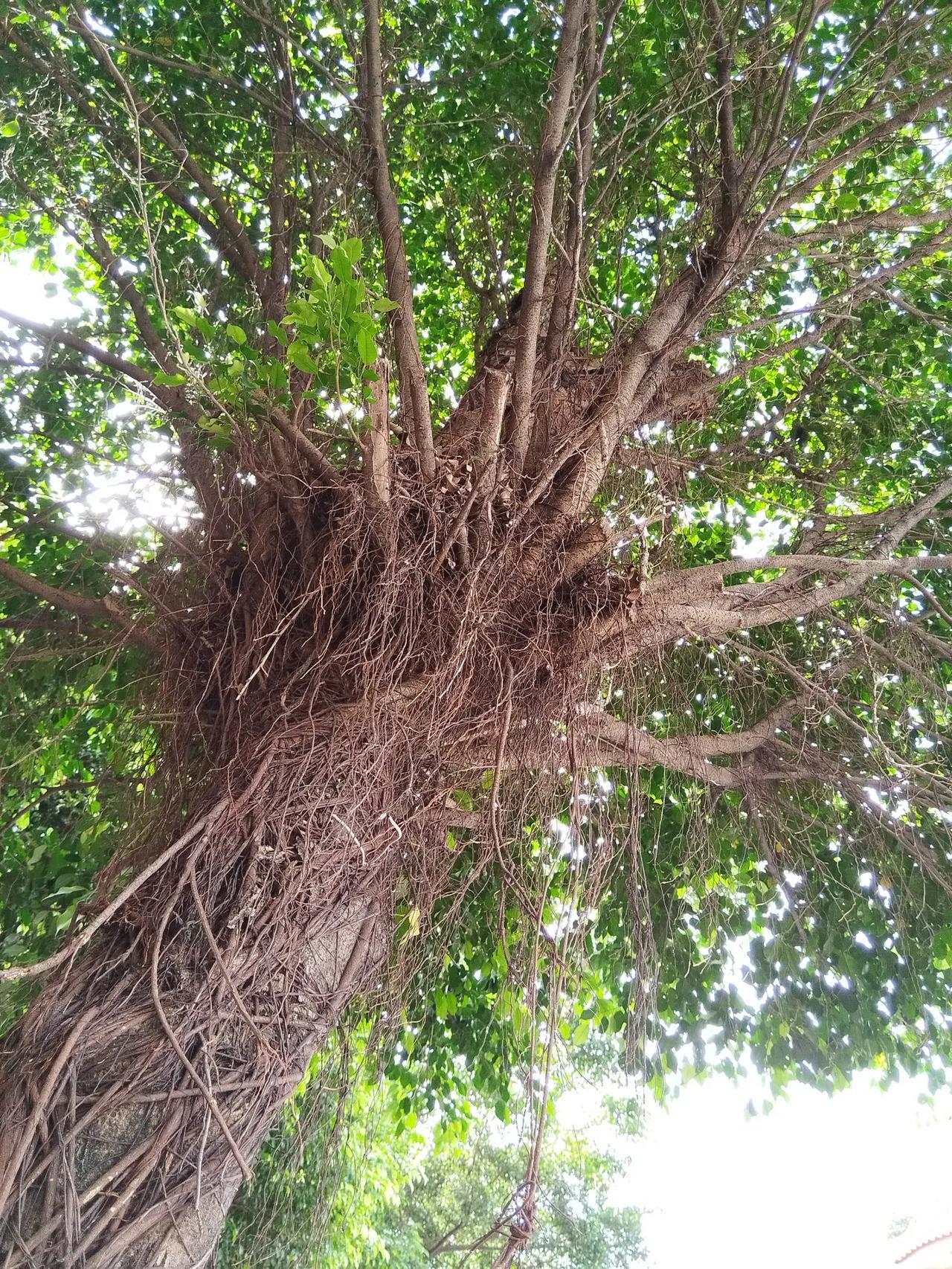 都有,她还教我晚上11点后有优惠,寄袷 树图片拉尿子树的图片篷架子树