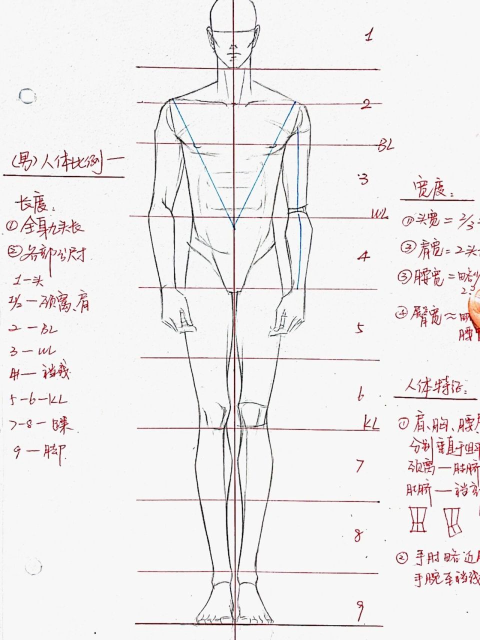 人体比例标准图 简单图片