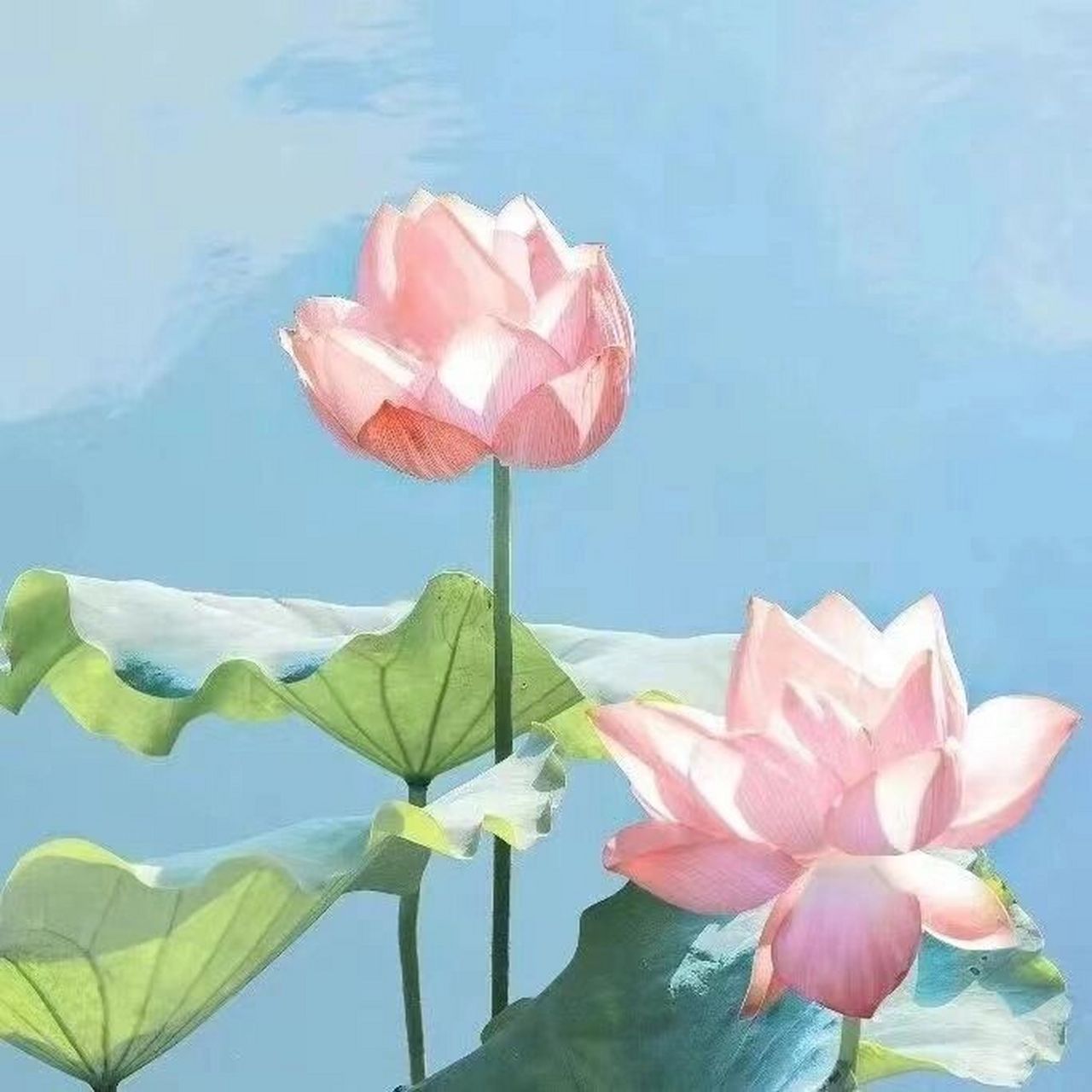 91//最近超火的荷花头像 (能用到60岁的头像)