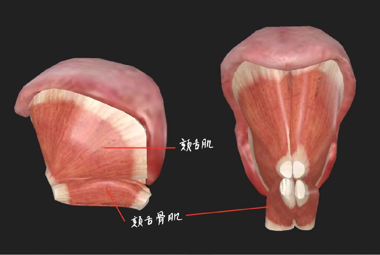 舌下解剖 颏舌肌 颏舌骨肌