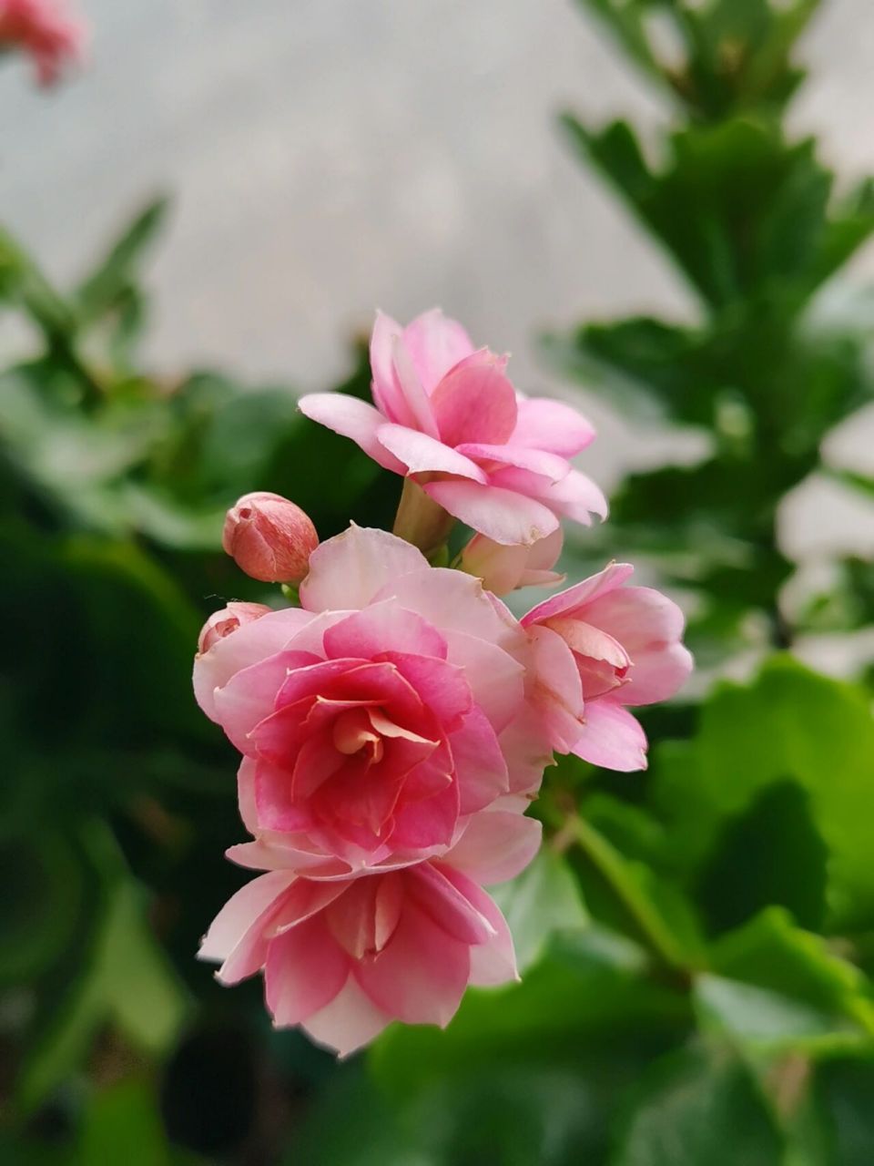 达科塔长寿花 达科塔,直径2.