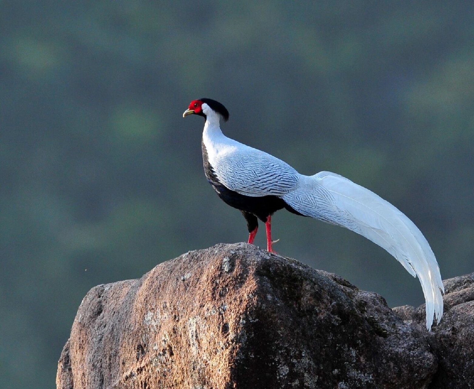 白鹇——我的白色长尾服 简单介绍下,我们是雉科鹇属鸟类.