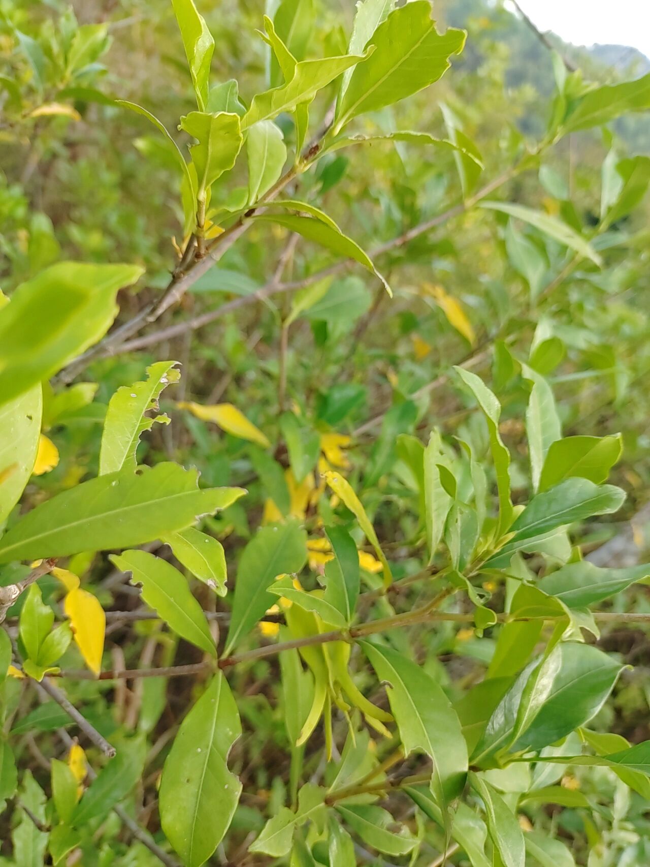 山枝子药效图片